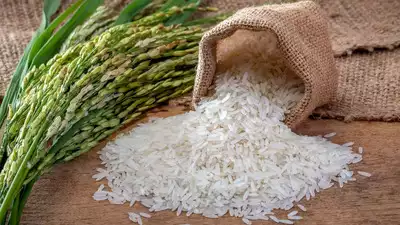Rice